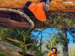 -天目山大树王景区