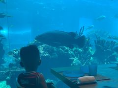 -海棠湾洲际-涛·海底餐厅·美人鱼·自助餐·海底隧道