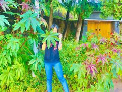 -阳台山自然风景区