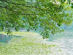 -荔湾湖公园
