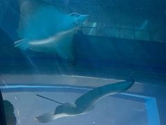 -乐从天佑城海洋馆