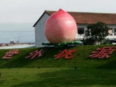 -南汇水蜜桃采摘(大团店)