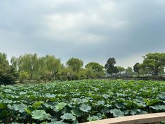 -无锡蠡湖国家湿地公园-蠡园
