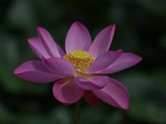 -裕华世纪公园