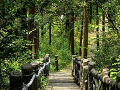 -长沙黑麋峰国家森林公园