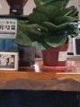 -Joymean coffee.见面咖啡