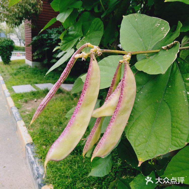 双子叶植物纲(Magnoliopsida)科