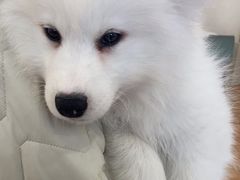 -Let's go狗咖·猫咖·奶狗·桌游(春熙路IFS店)
