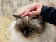 -楼上猫咖(罗湖店)