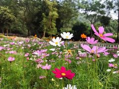 -南宁良凤江国家森林公园