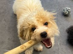 -有喵·猫咖·狗咖·40+猫狗有小奶狗(岗厦店)