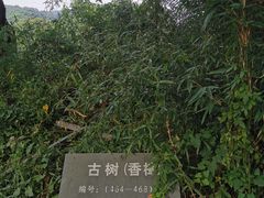 -西湖风景区十里琅珰-五云山