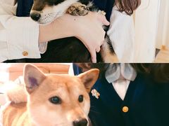 -柴犬小屋·柴餐厅·狗咖食堂(金鼎广场店)