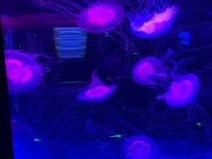 -芜湖新华联大白鲸海洋公园