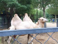 -长白岛森林公园