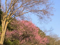 -桃花岭景区