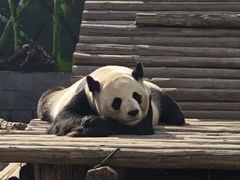 -南昌动物园