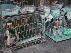 -桂林市花鸟市场