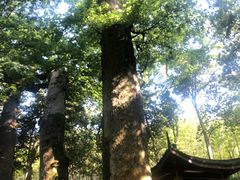 -西湖风景区十里琅珰-五云山