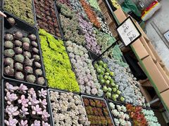 -李村大集