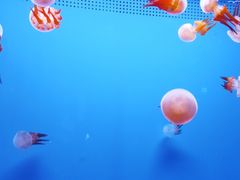 -乌鲁木齐海洋馆