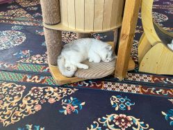 -萌宠亲子动物乐园(槐房万达店)