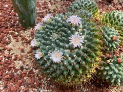 -正佳雨林生态植物园