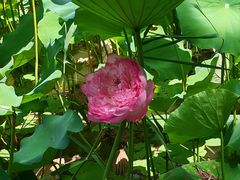 -莲花池公园