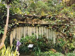 -深圳仙湖植物园