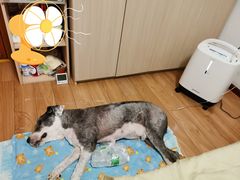 -北京观赏动物医院·24小时大型综合·猫专科·异宠专科