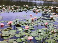 -艾溪湖湿地公园