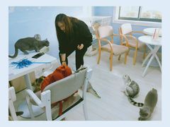 -喵的天空名猫咖啡馆·撸猫·猫舍·用品