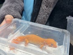 -酷以爬仙阁实体爬宠店·守宫·蜥蜴·专业繁育