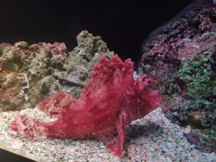 -暹罗海洋世界