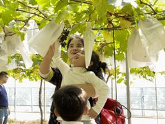 -海堤葡萄园中小学生研学基地