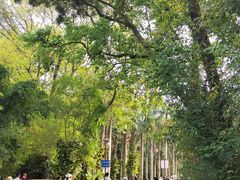 -深圳仙湖植物园