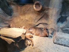 -绿色星球动物主题公园