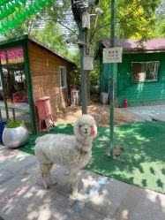 -萌宠亲子动物乐园(槐房万达店)