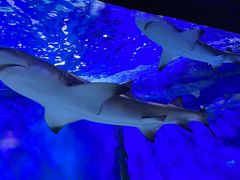 -太平洋海底世界