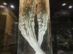-广东中医药博物馆