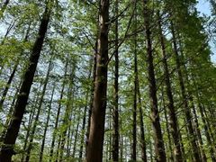 -渡海小渔村.老辈日照菜
