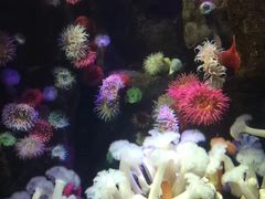 -瑞普利水族馆