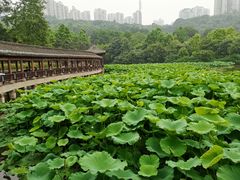 -龙头寺公园