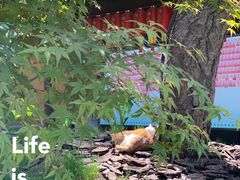 -龙华寺