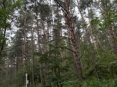 -帽儿山国家森林公园