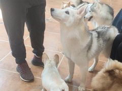 -柯斗斗主题餐厅·狗咖·围炉煮茶·茶饮(国瑞升平里店)