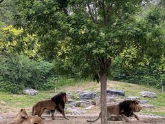 -北京野生动物园