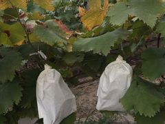 -马陆小张葡萄园农家乐