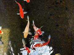 -南京市民俗博物馆(甘熙故居)