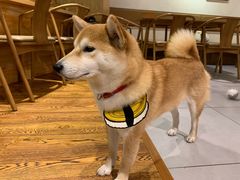 -柴务处·柴犬主题狗咖